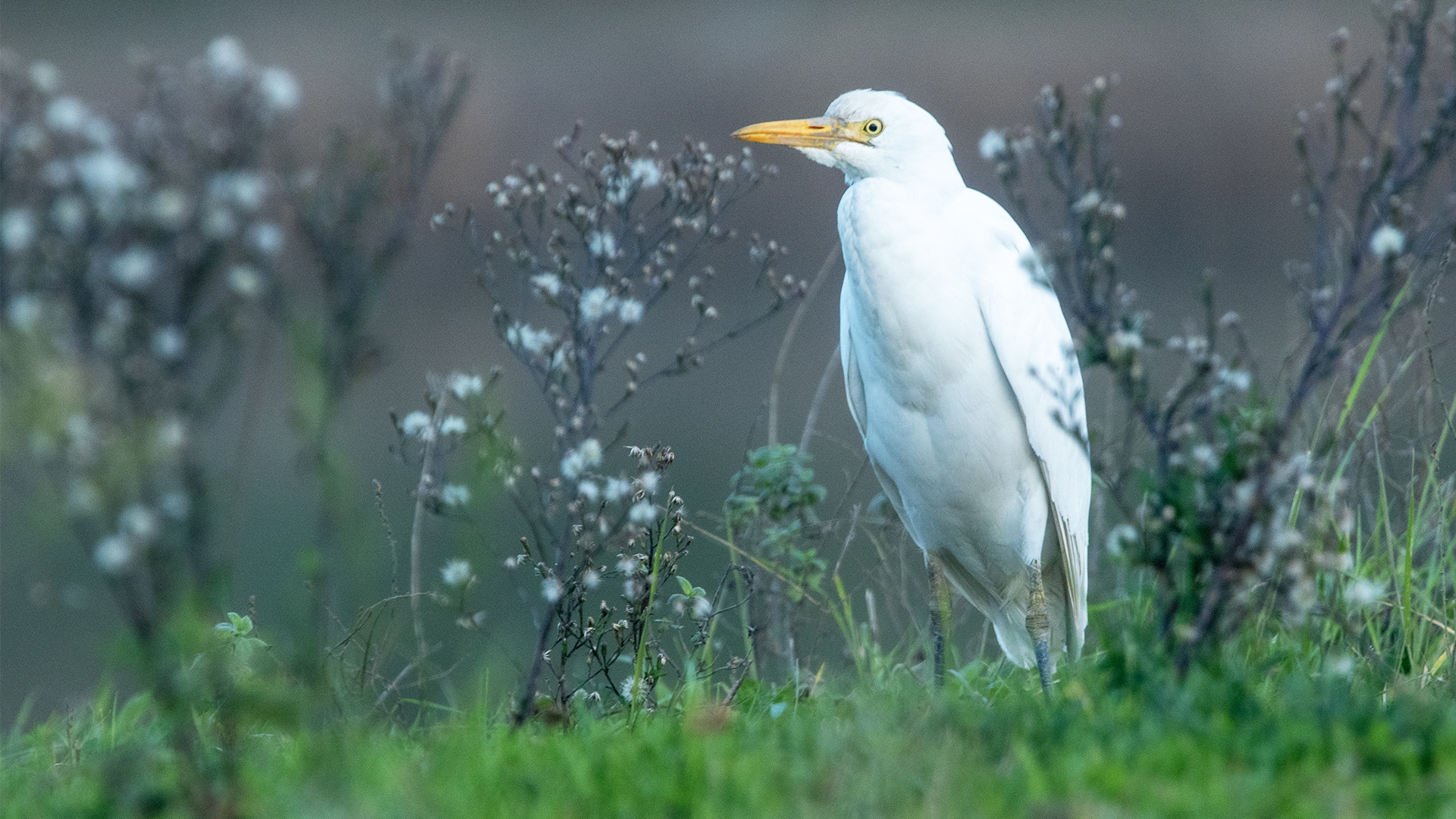 Cattle Egret — Ana fotoğraf